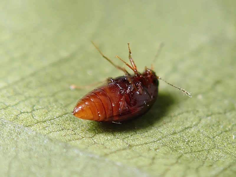 Scaphidiidae?? S, Scaphisoma o Caryoscapha sp.